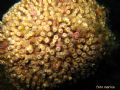 Cladocora caespitosa